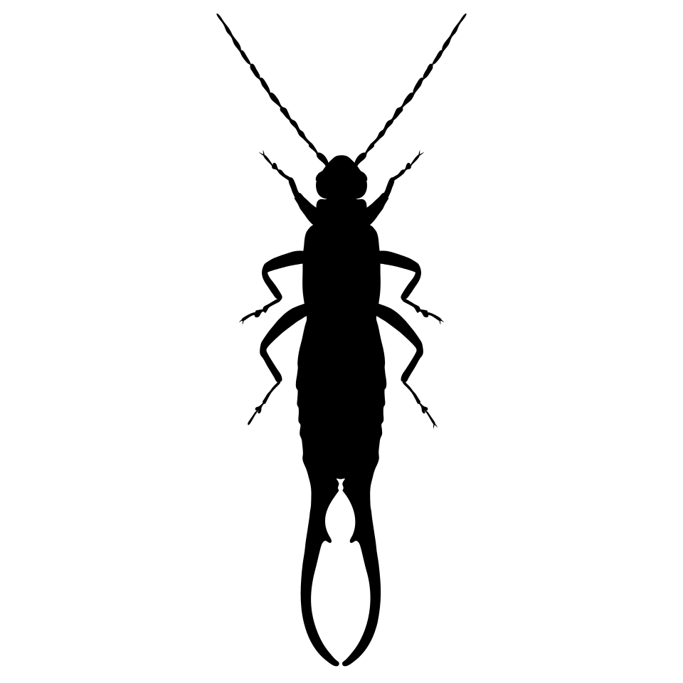 Dermaptera
