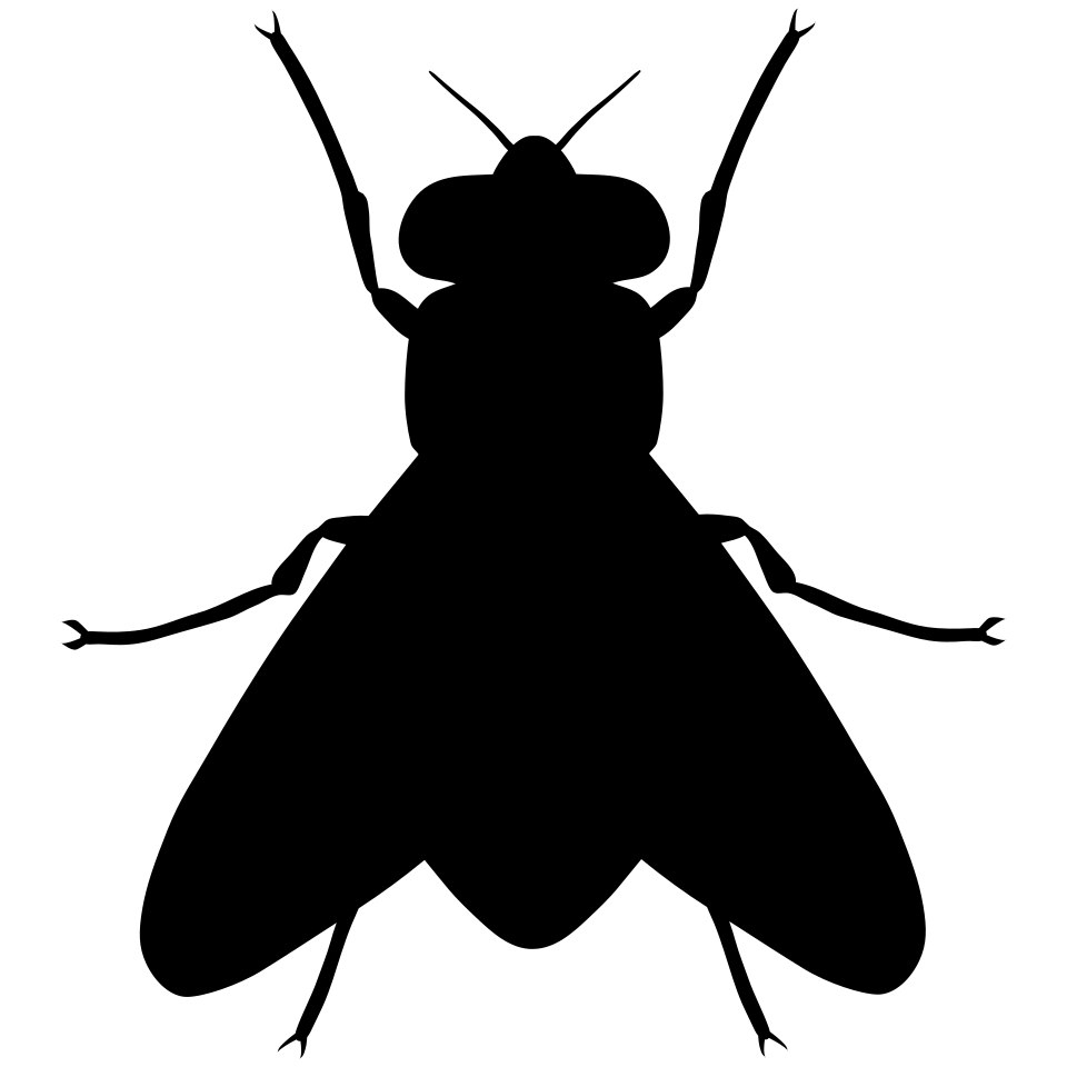 Diptera