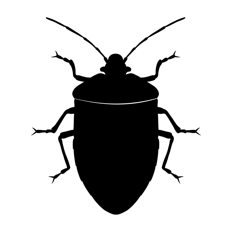 Hemiptera
