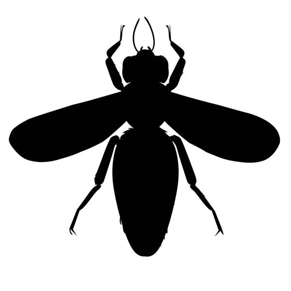 Hymenoptera
