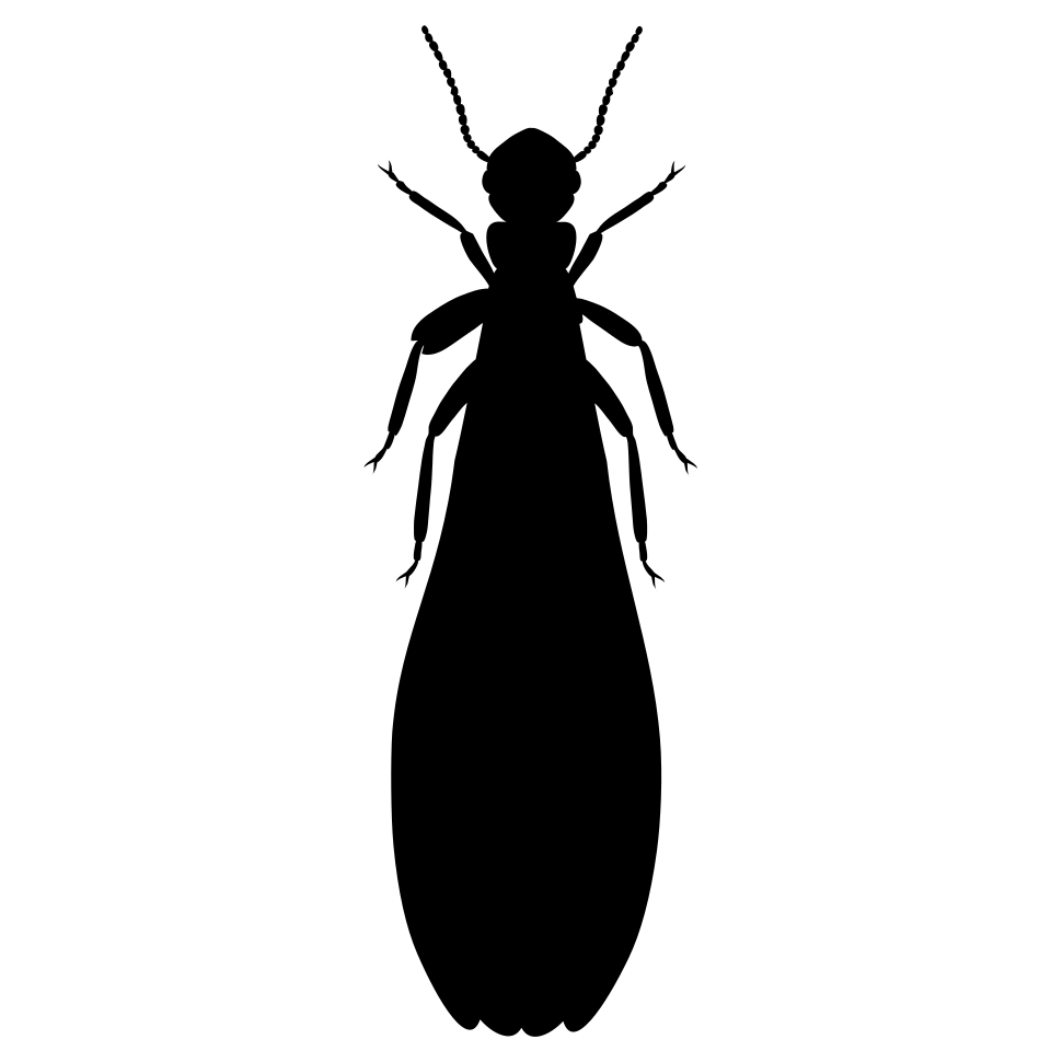 Isoptera