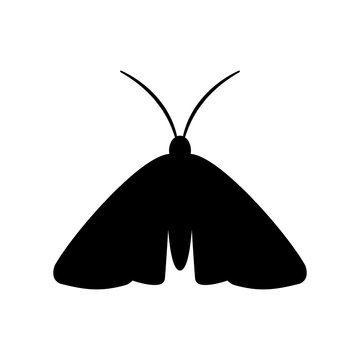Lepidoptera