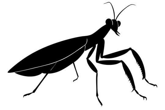 Mantodea