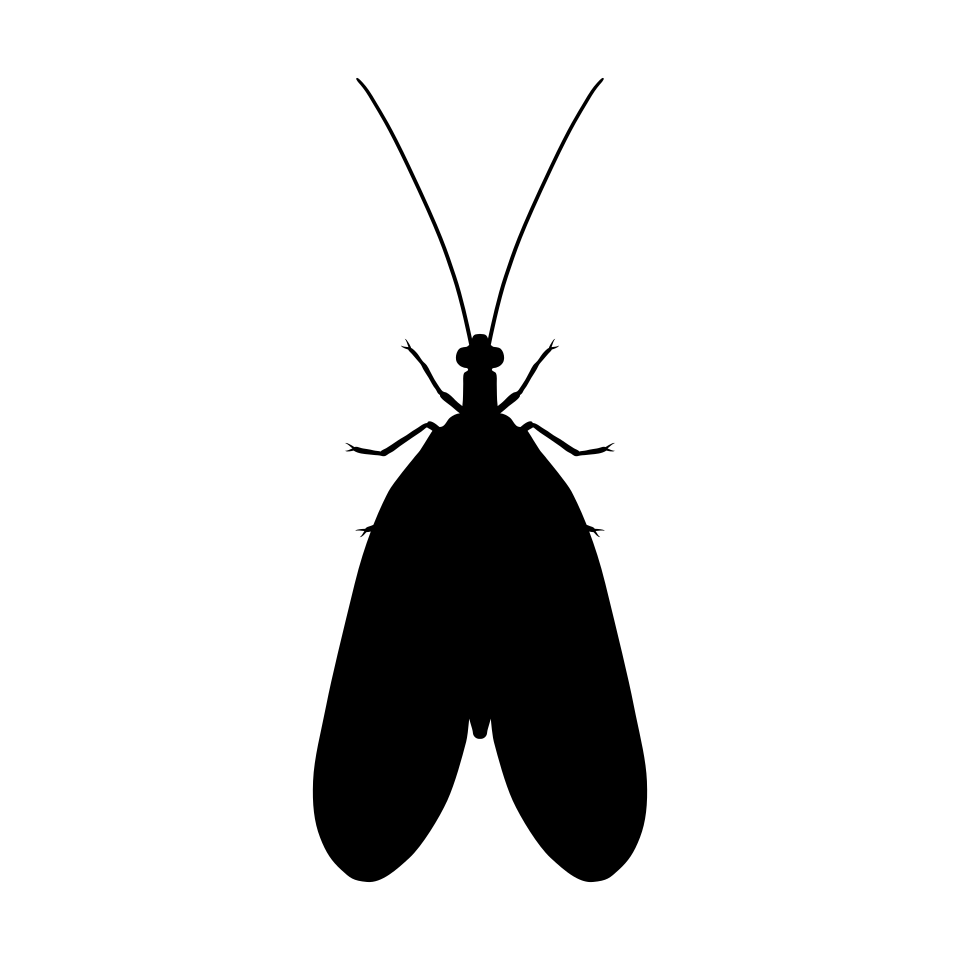 Neuroptera