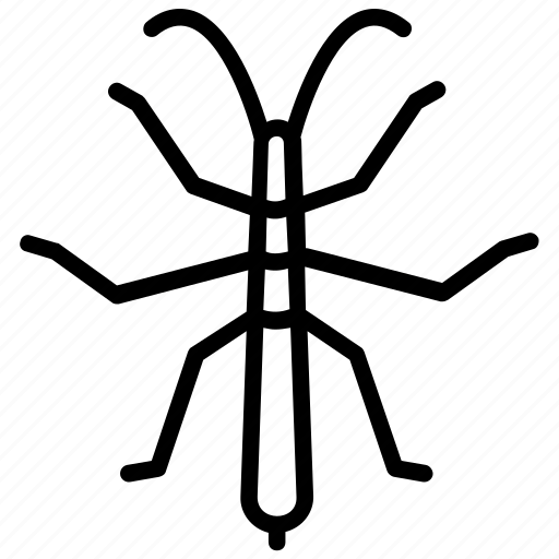 Phasmatodea