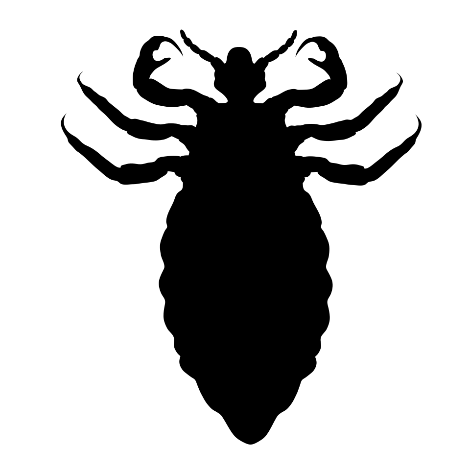 Phthiraptera