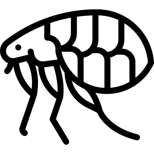 Siphonaptera