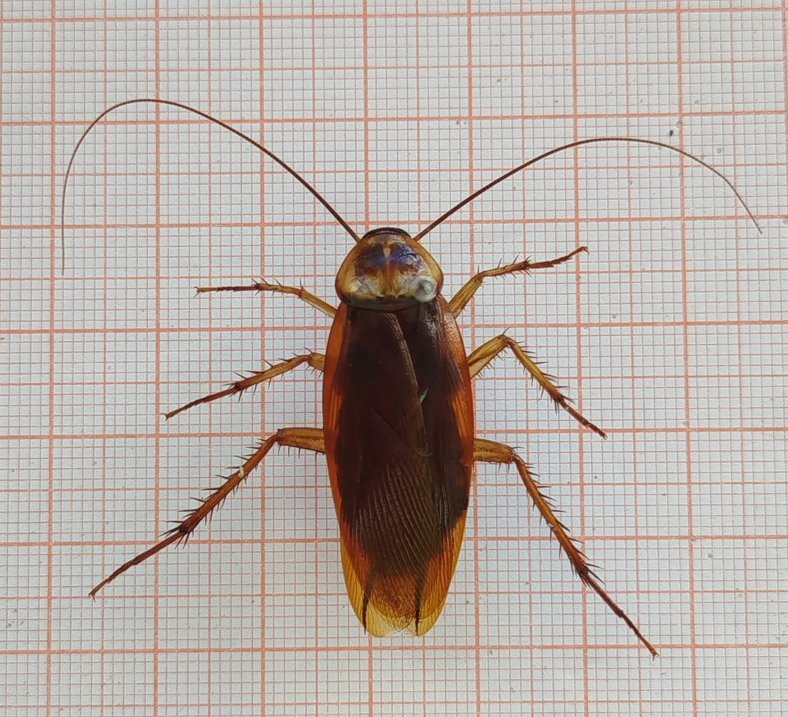 Blattodea - Imagem 1