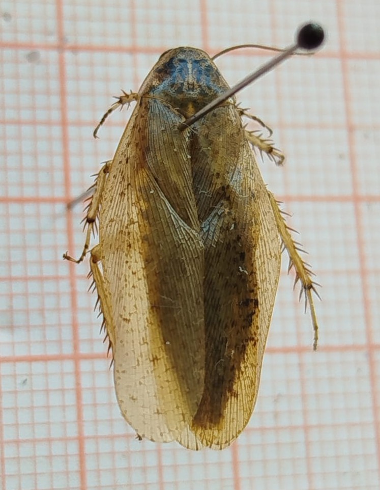 Blattodea - Imagem 2