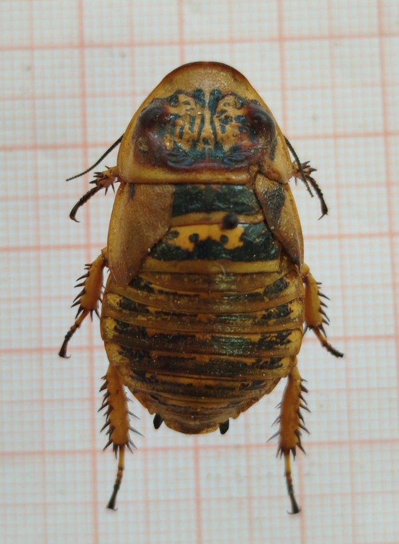 Blattodea - Imagem 3