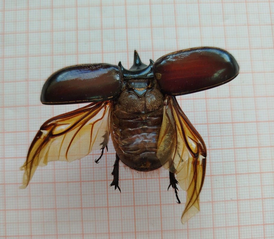 Coleoptera - Imagem 1