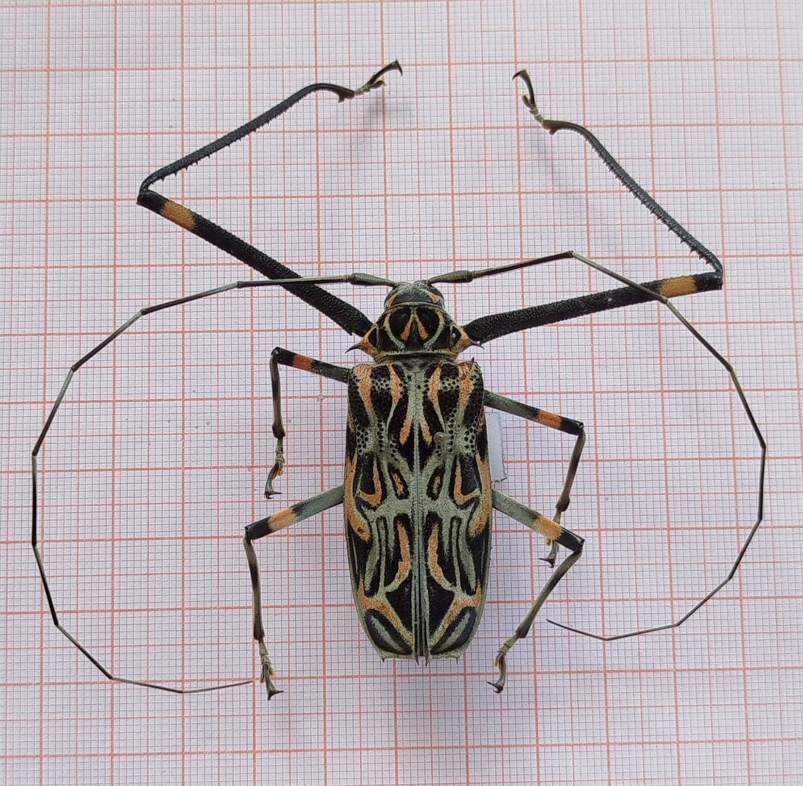 Coleoptera - Imagem 3