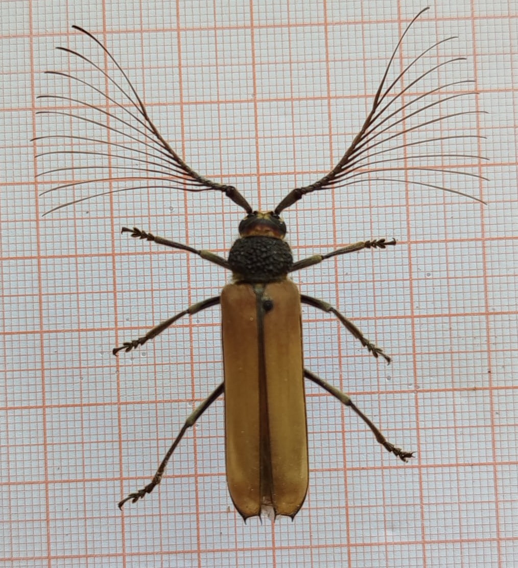 Coleoptera - Imagem 4
