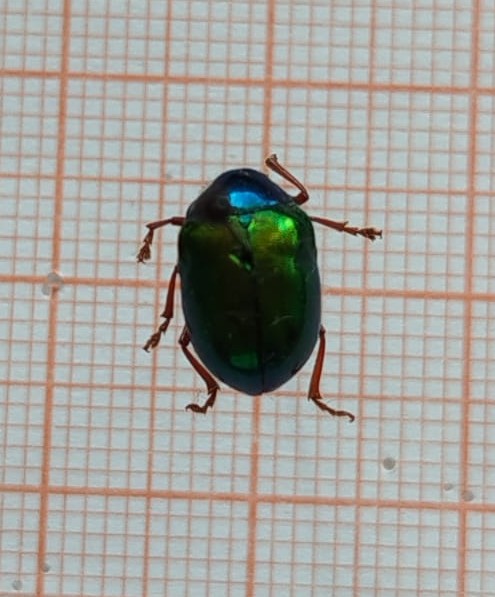Coleoptera - Imagem 5