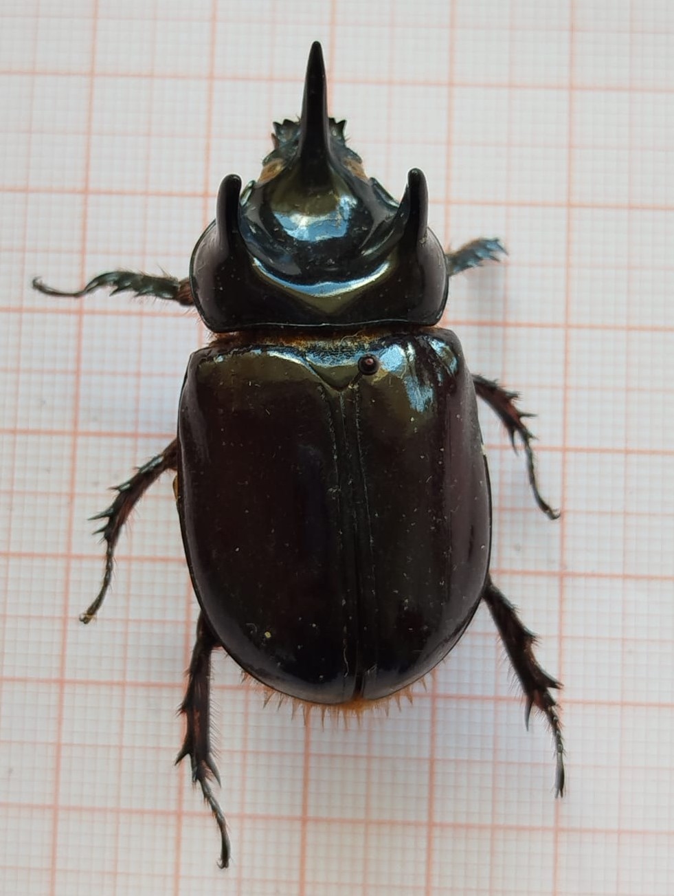 Coleoptera - Imagem 6