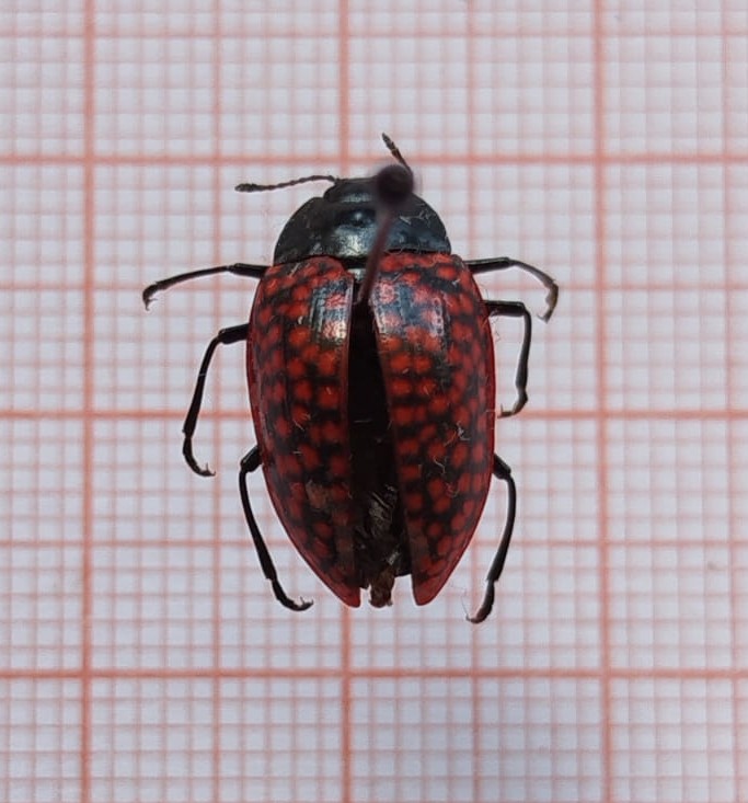 Coleoptera - Imagem 7