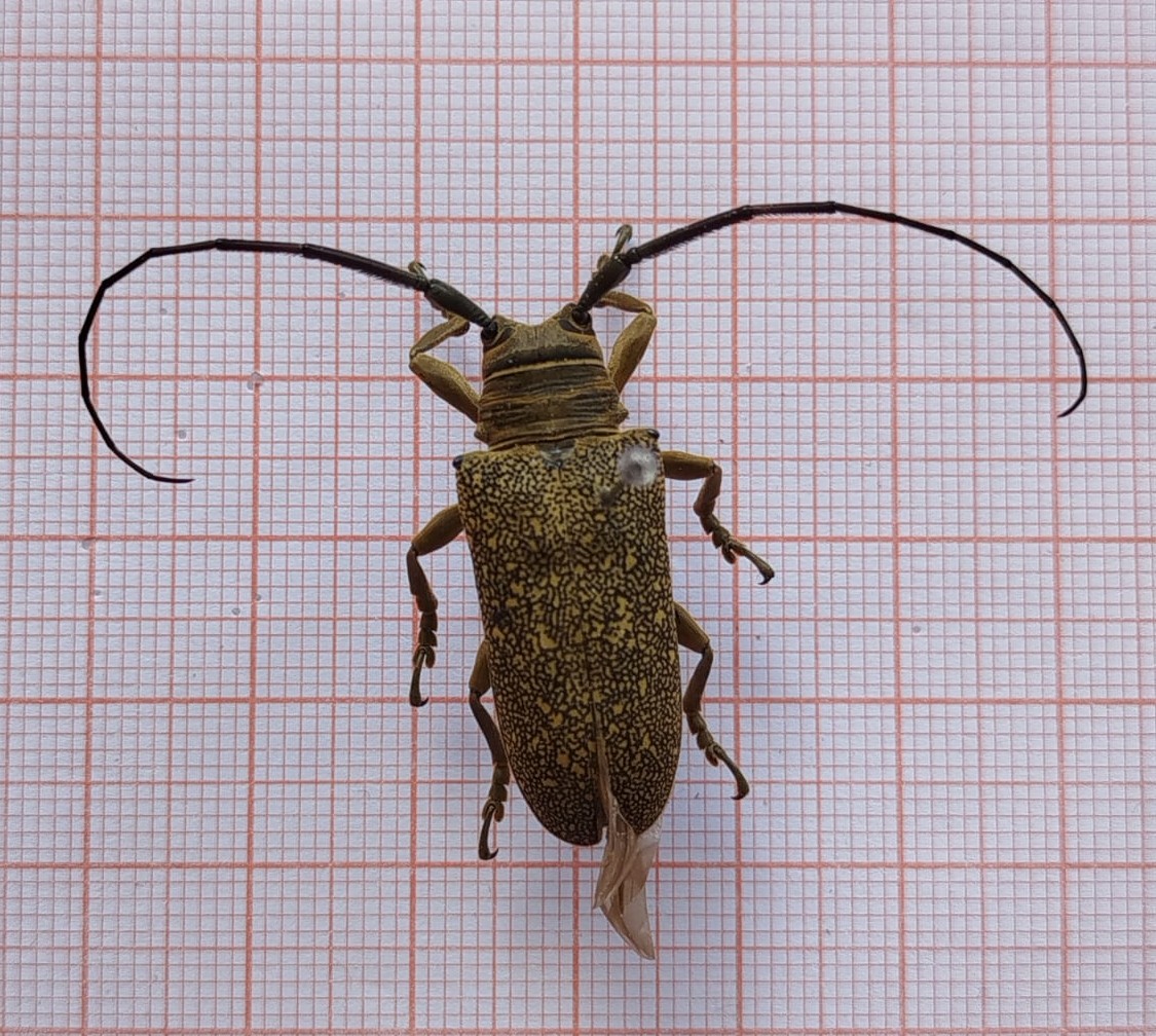Coleoptera - Imagem 2