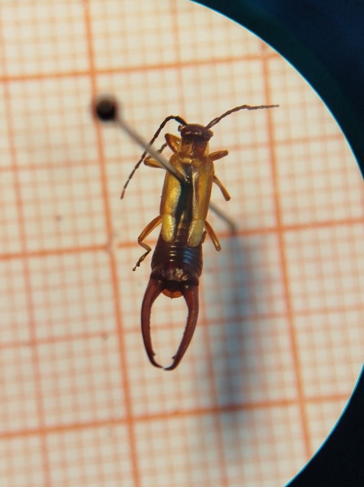 Dermaptera - Imagem 1