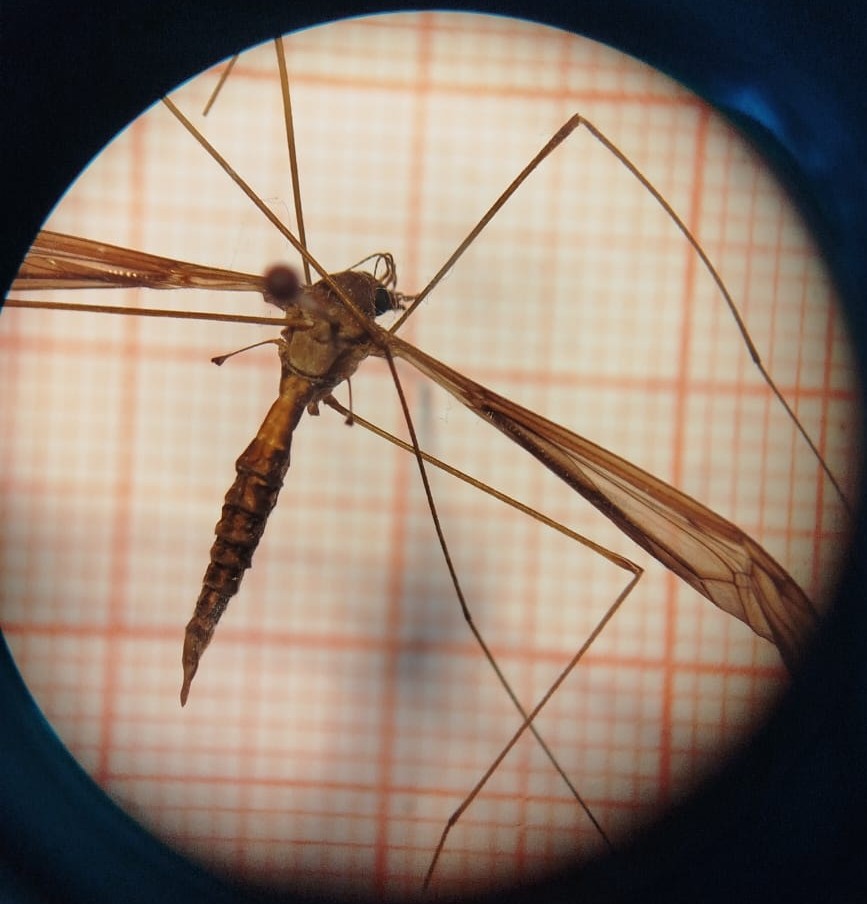 Diptera - Imagem 1