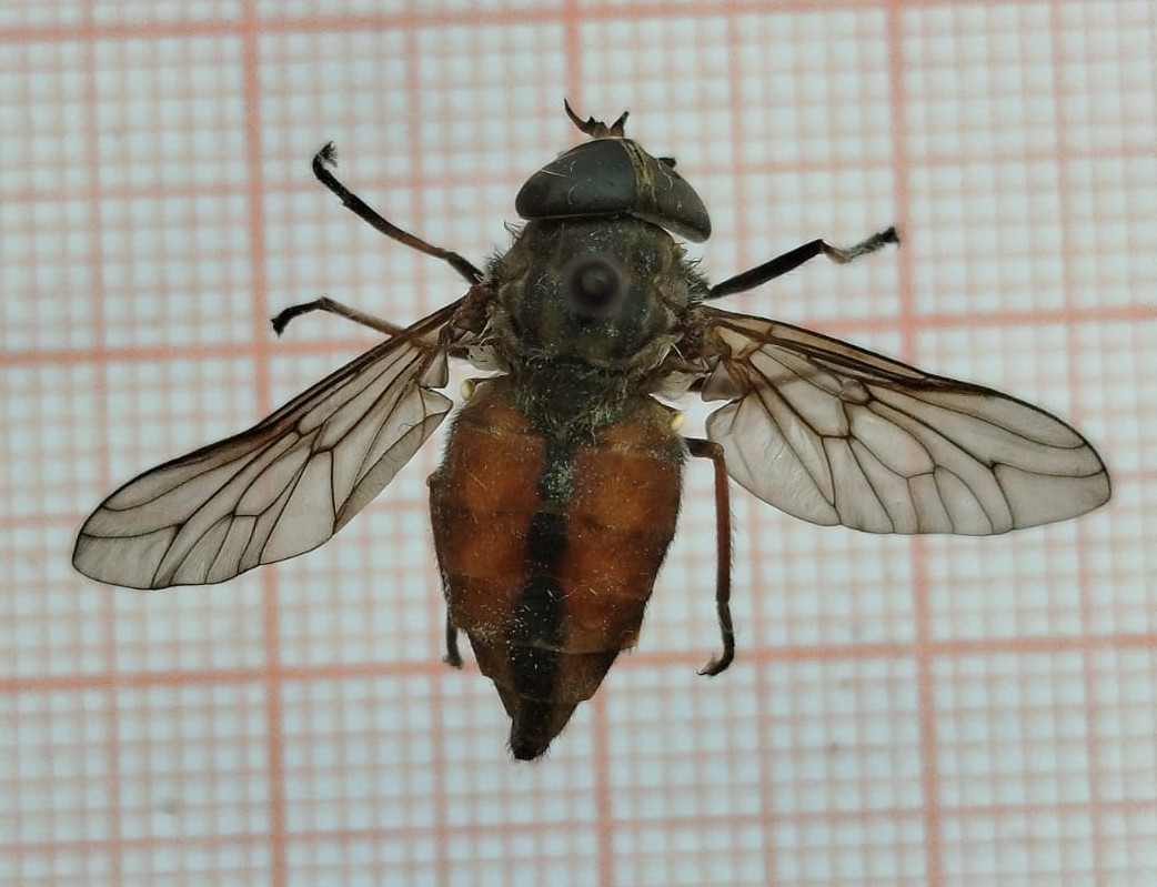 Diptera - Imagem 2