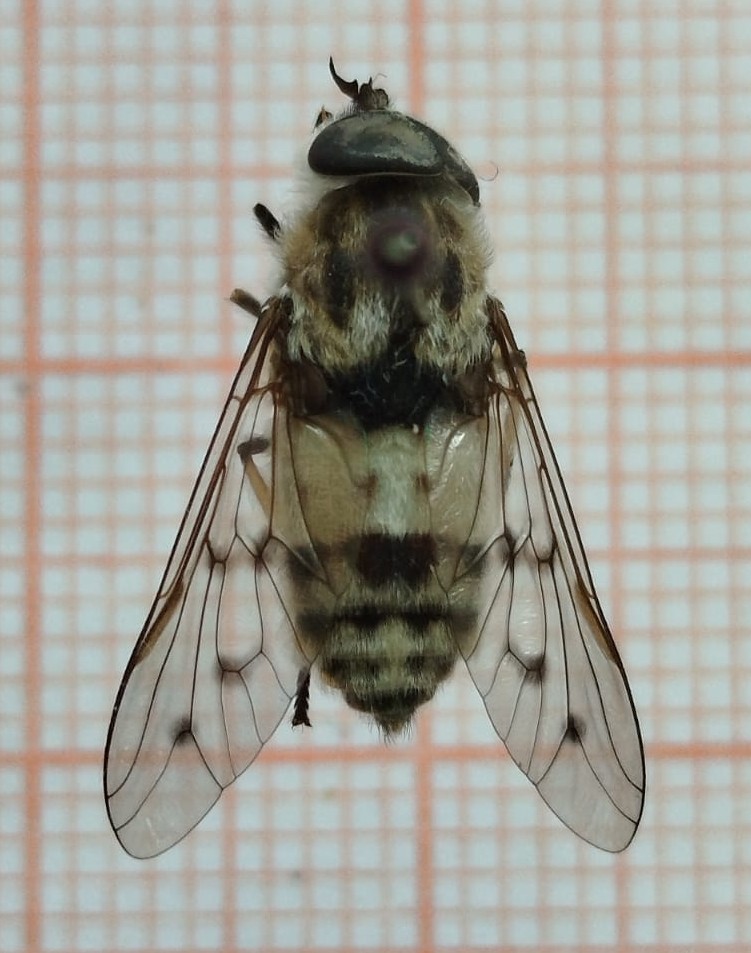 Diptera - Imagem 3