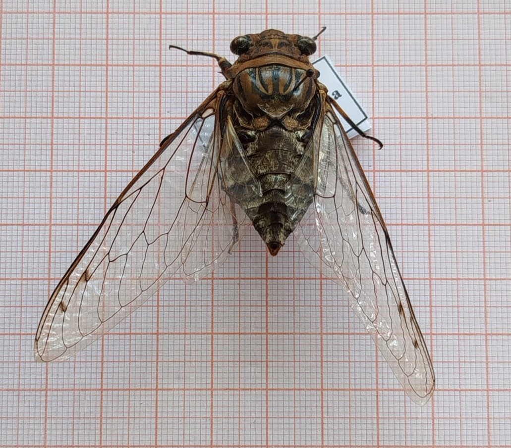 Hemiptera - Imagem 1