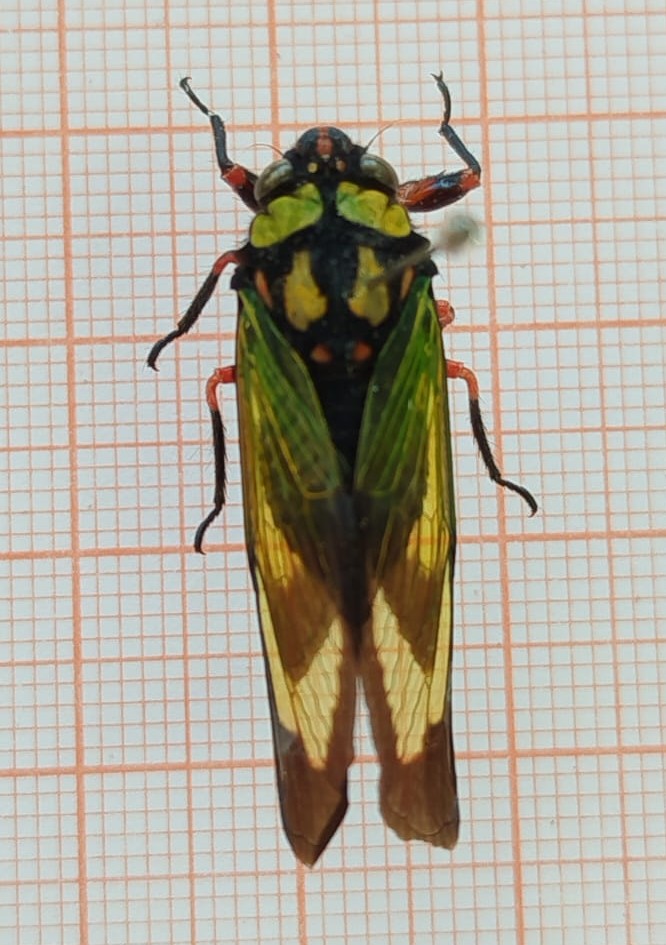 Hemiptera - Imagem 2