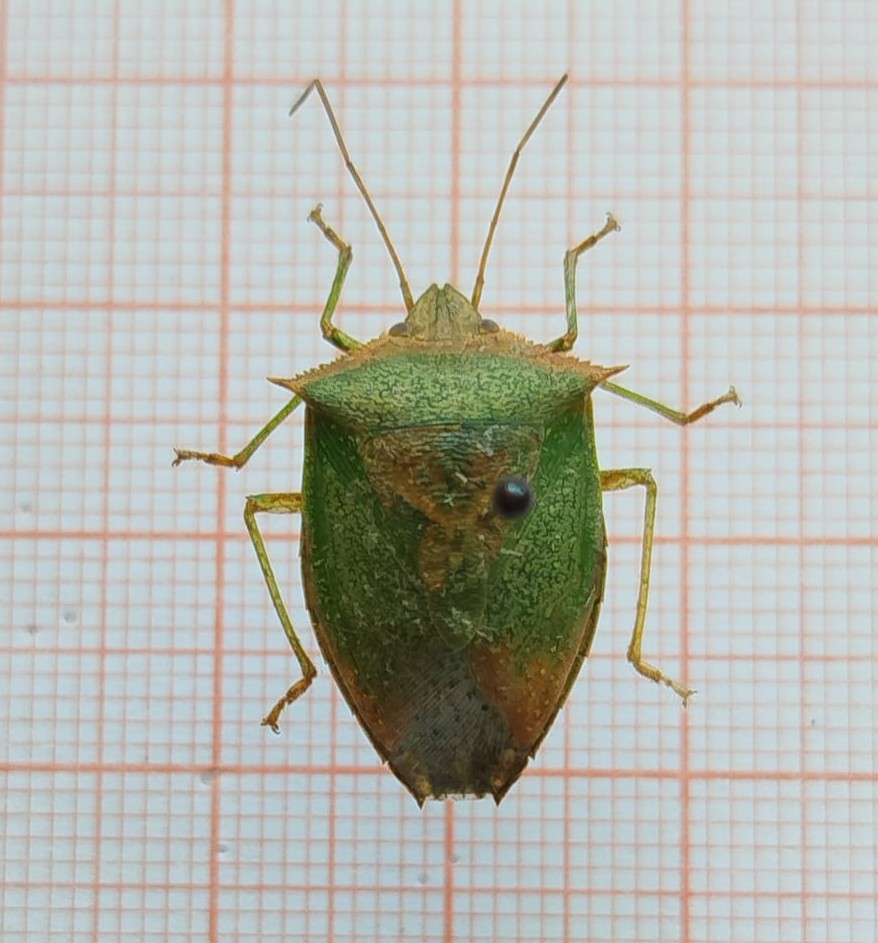 Hemiptera - Imagem 3