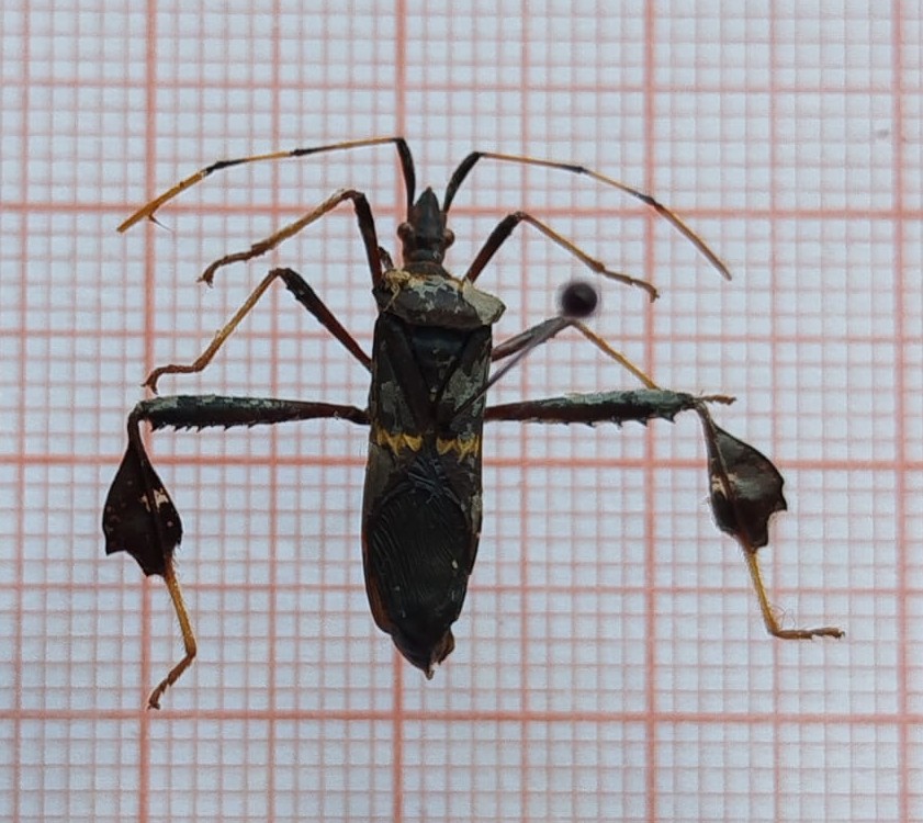 Hemiptera - Imagem 4