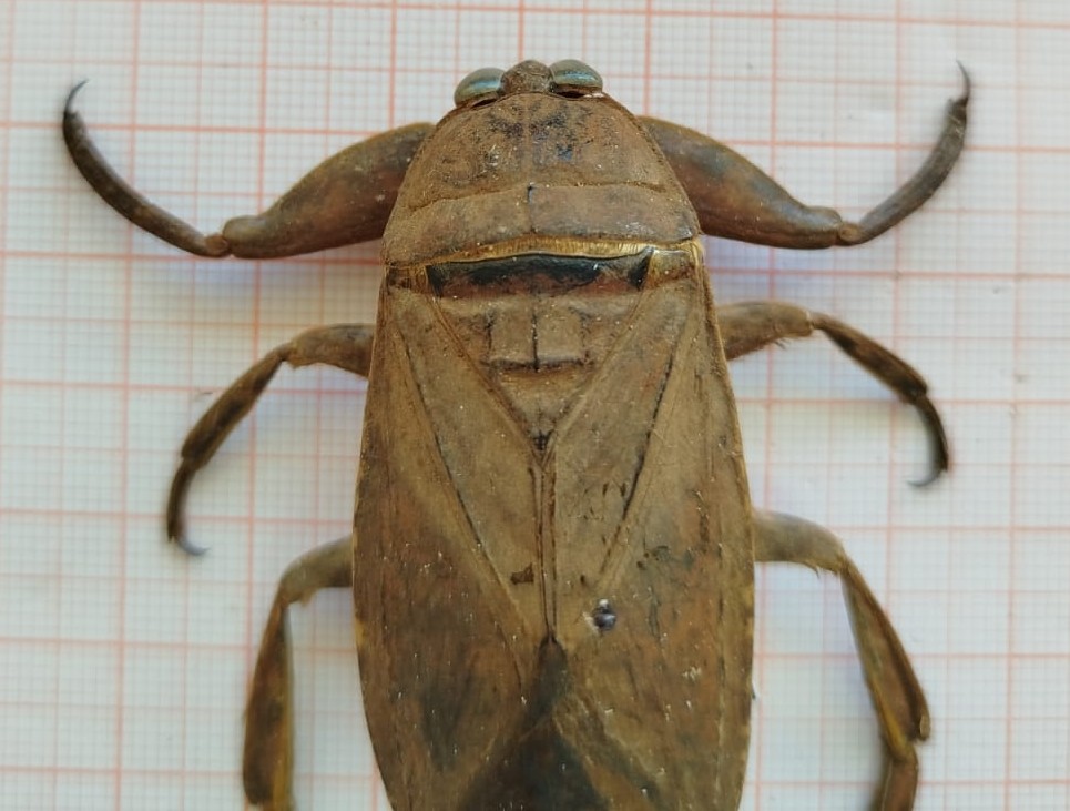 Hemiptera - Imagem 5