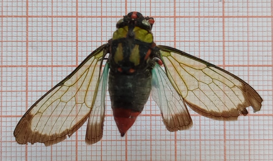 Hemiptera - Imagem 6