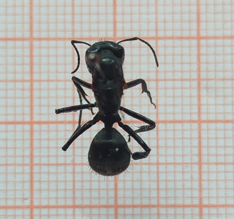 Hymenoptera - Imagem 1