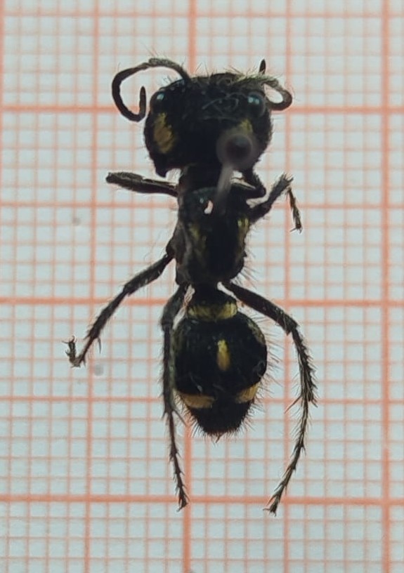 Hymenoptera - Imagem 2