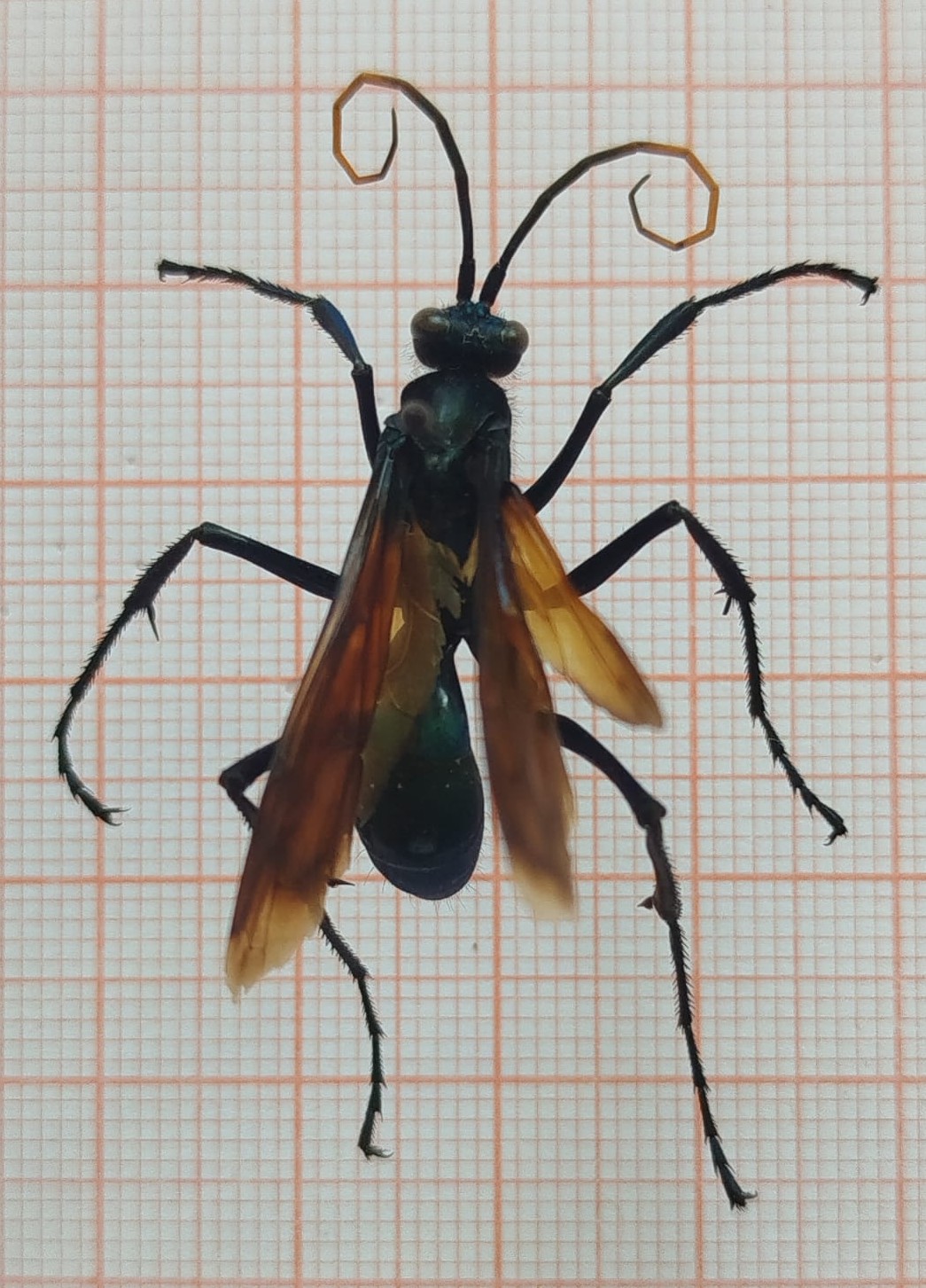 Hymenoptera - Imagem 3
