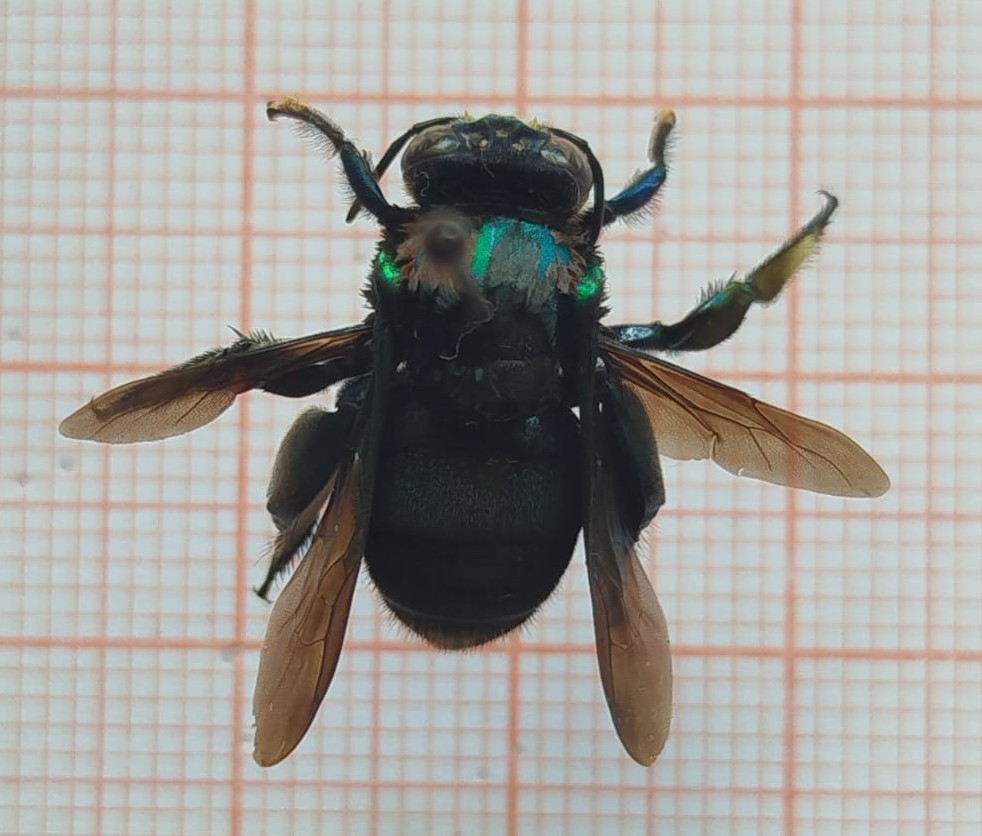 Hymenoptera - Imagem 4
