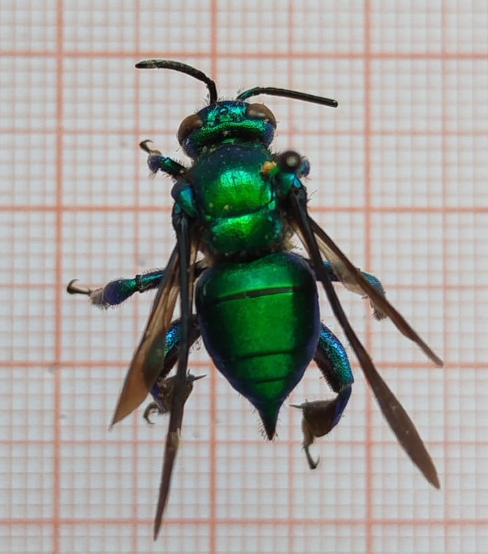 Hymenoptera - Imagem 5