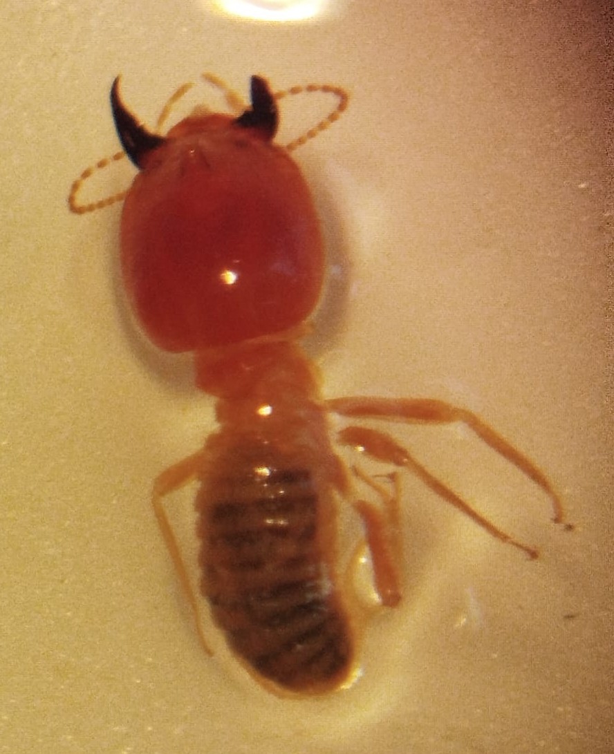 Isoptera - Imagem 1