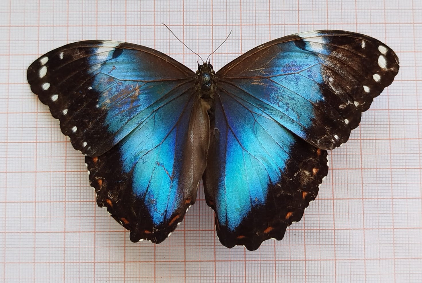 Lepidoptera - Imagem 1