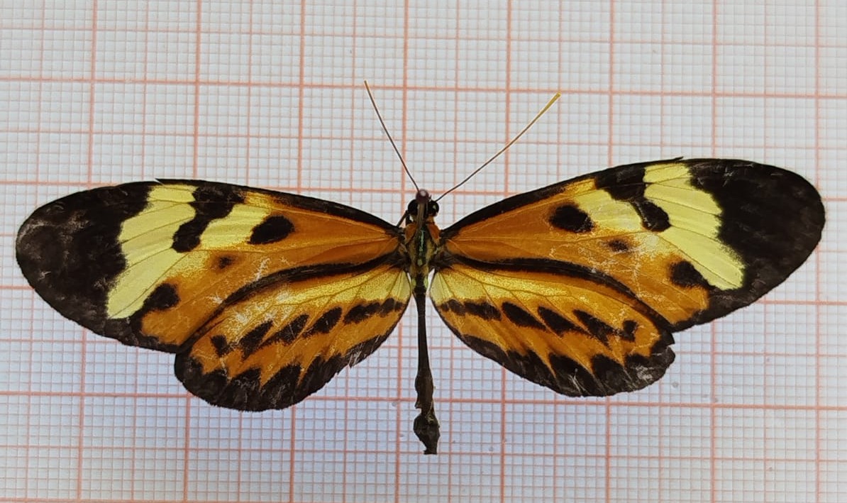 Lepidoptera - Imagem 2