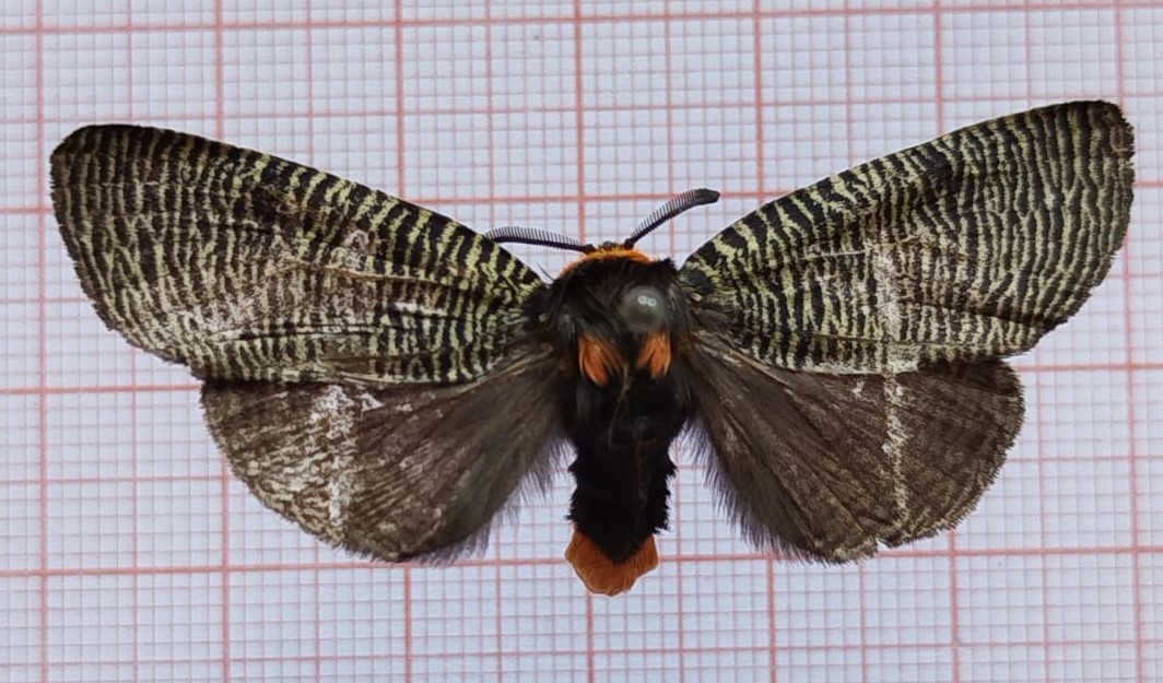 Lepidoptera - Imagem 3