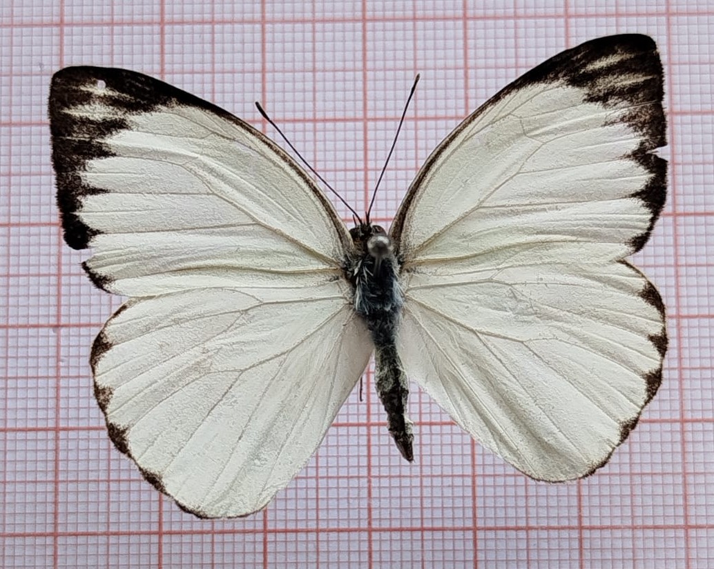 Lepidoptera - Imagem 4