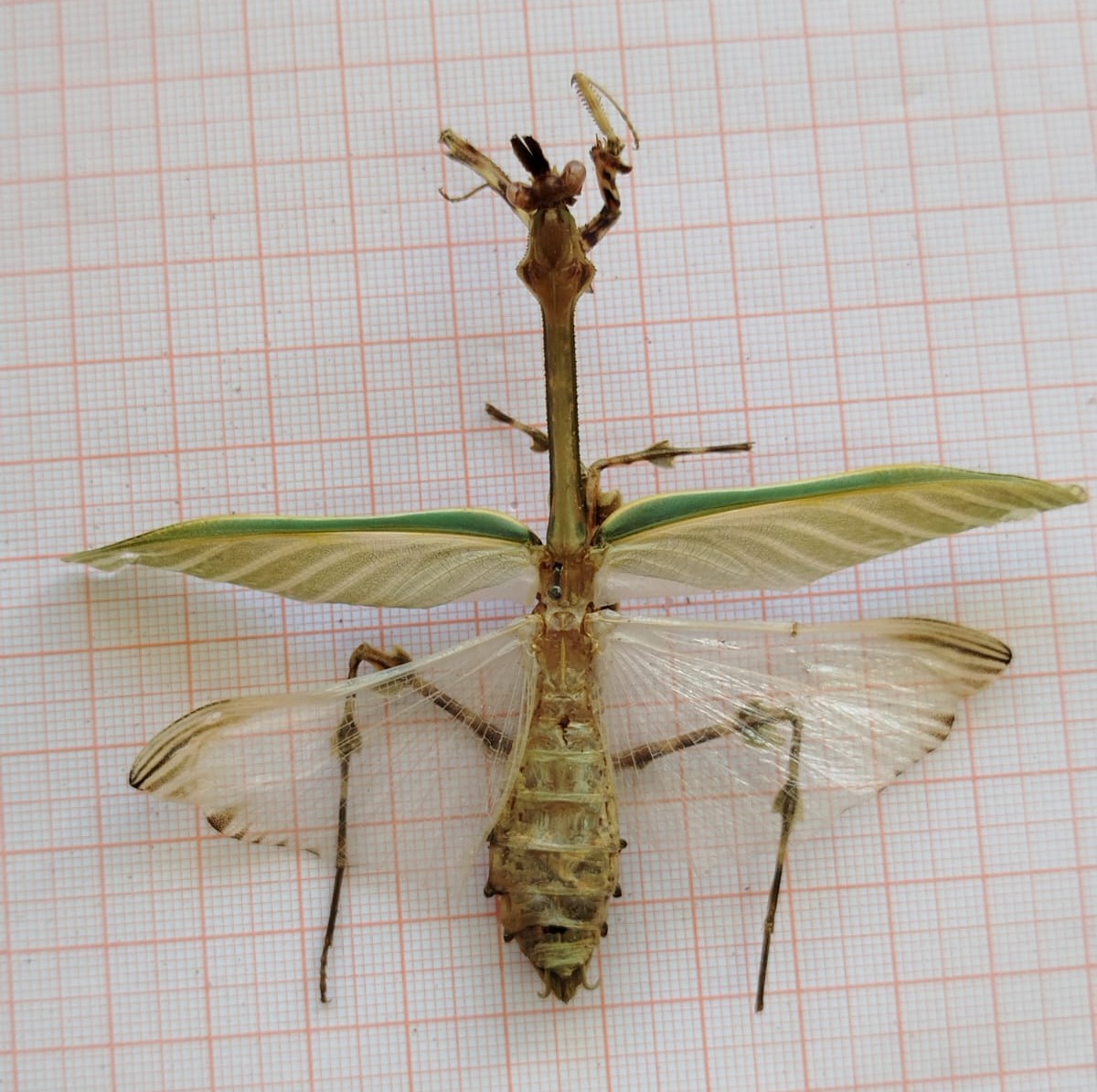Mantodea - Imagem 1