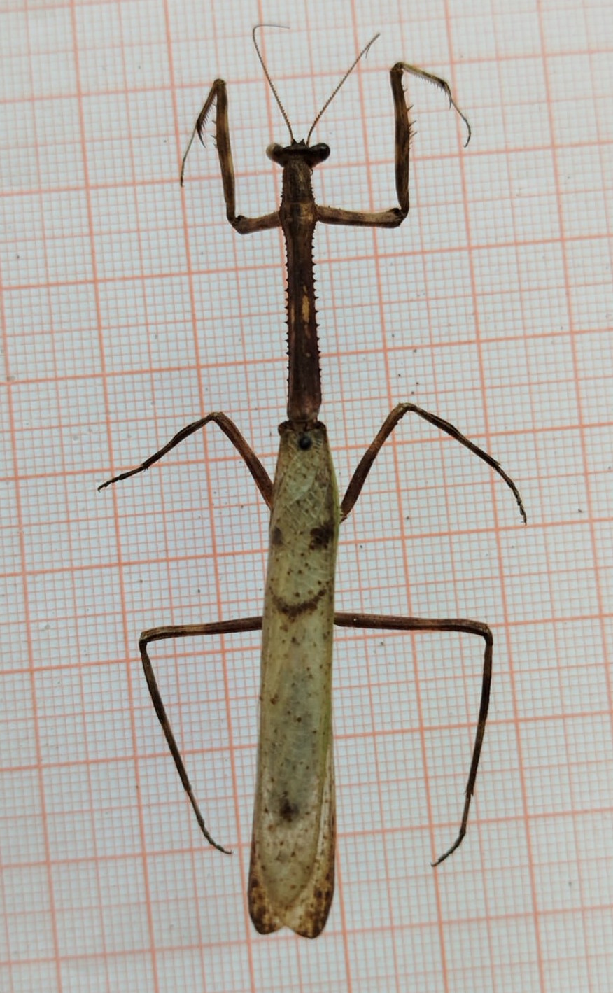 Mantodea - Imagem 2