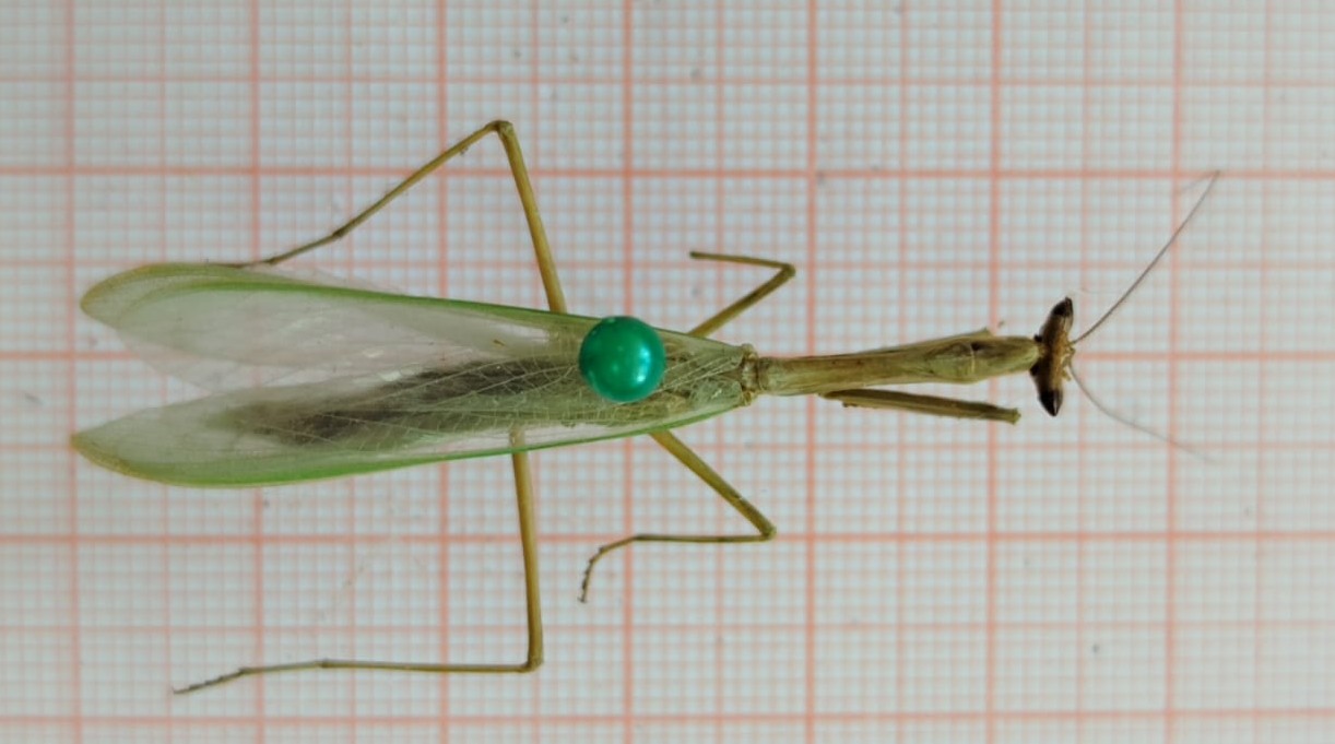 Mantodea - Imagem 3