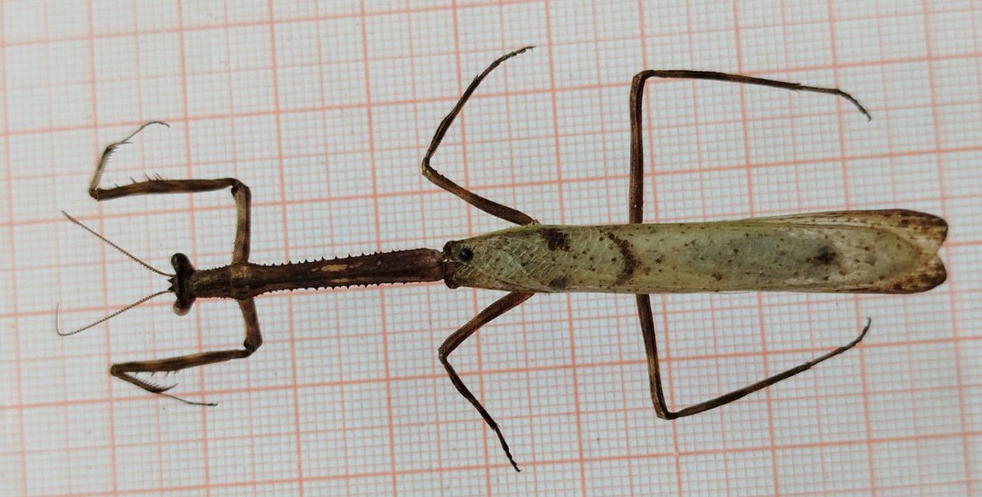 Mantodea - Imagem 4