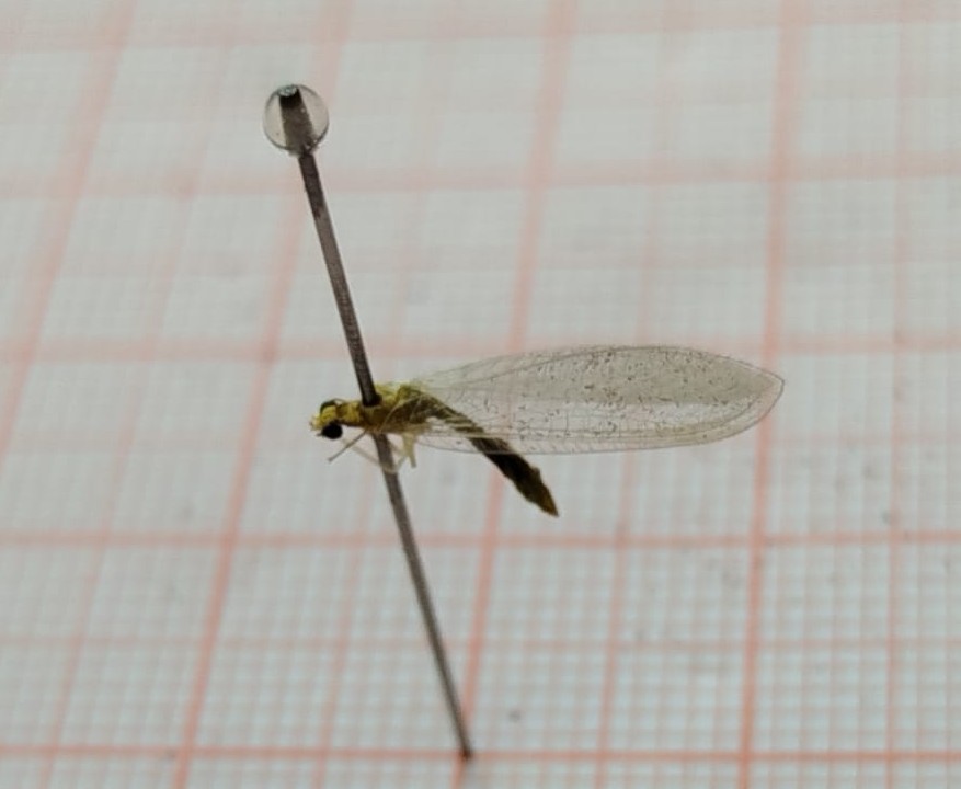 Neuroptera - Imagem 1