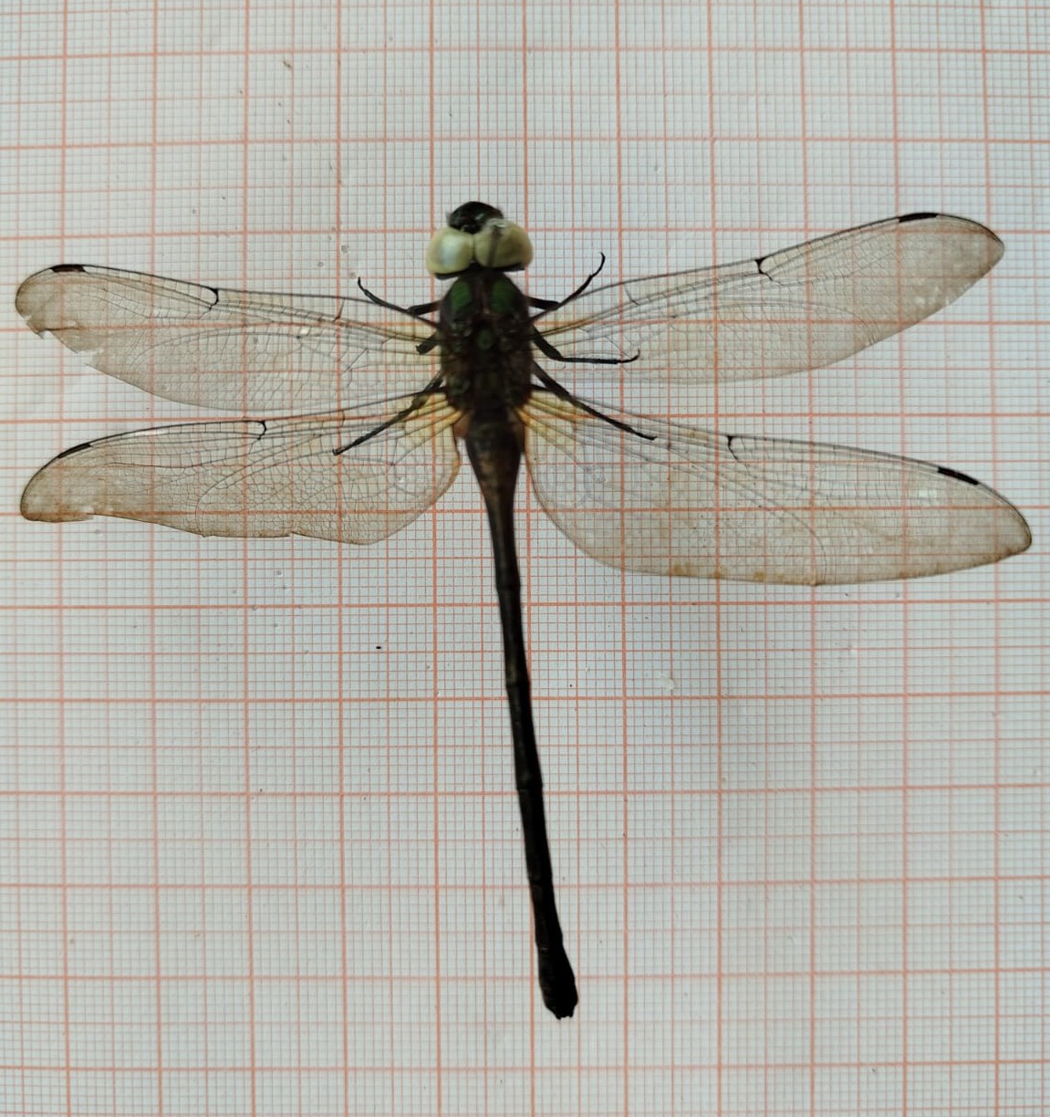 Odonata - Imagem 1