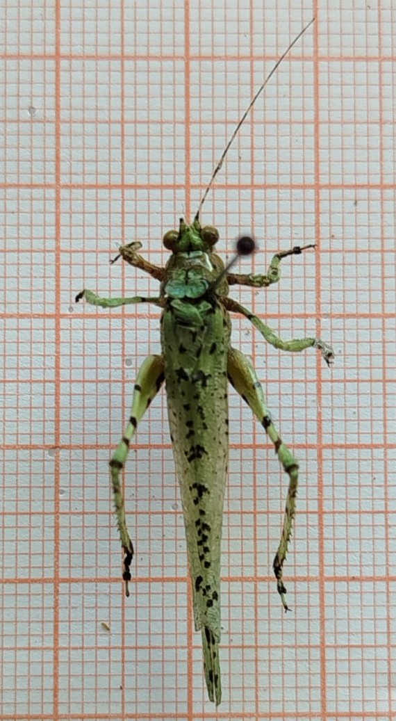 Orthoptera - Imagem 1