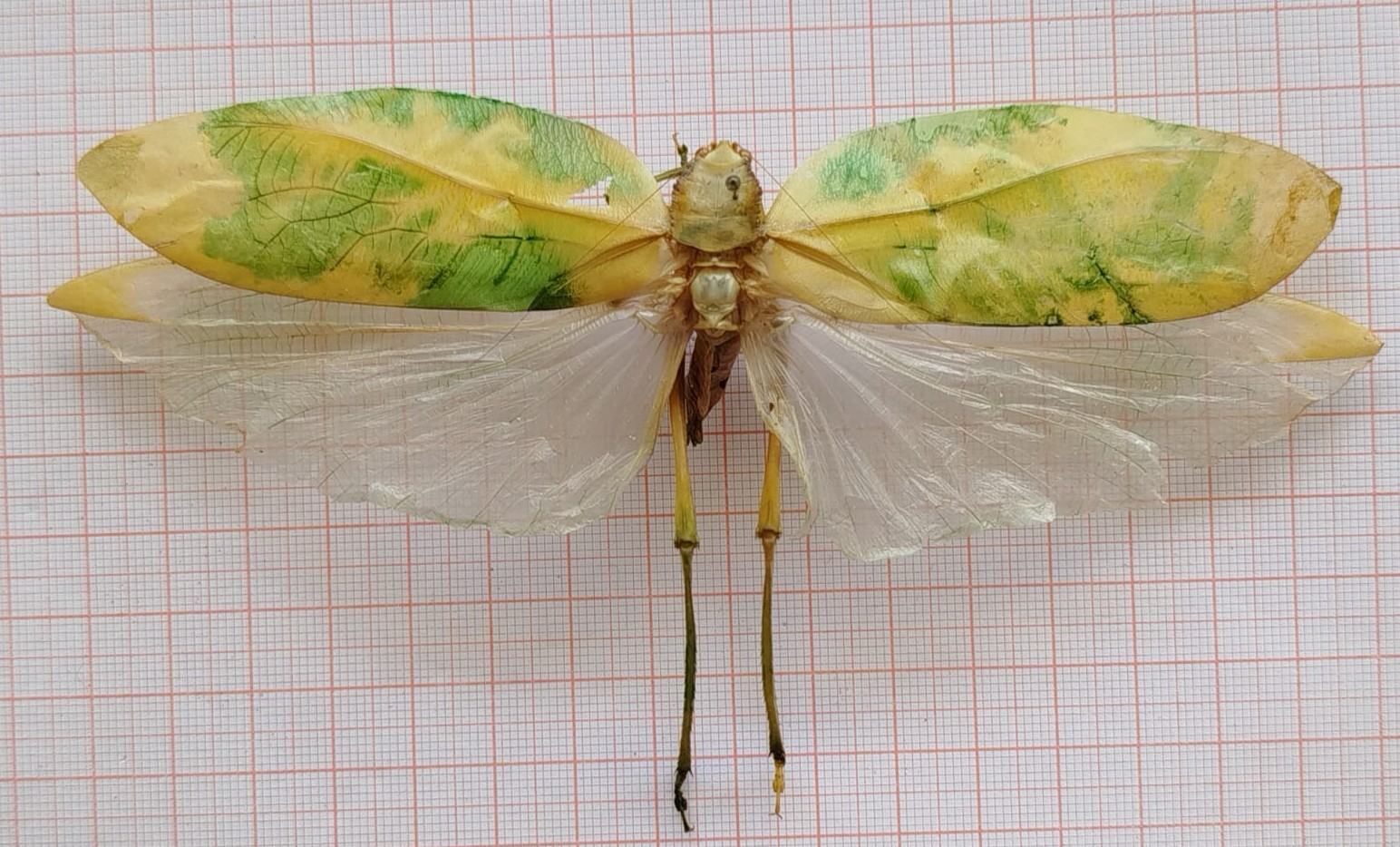Orthoptera - Imagem 2