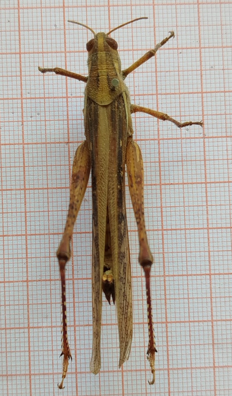 Orthoptera - Imagem 3